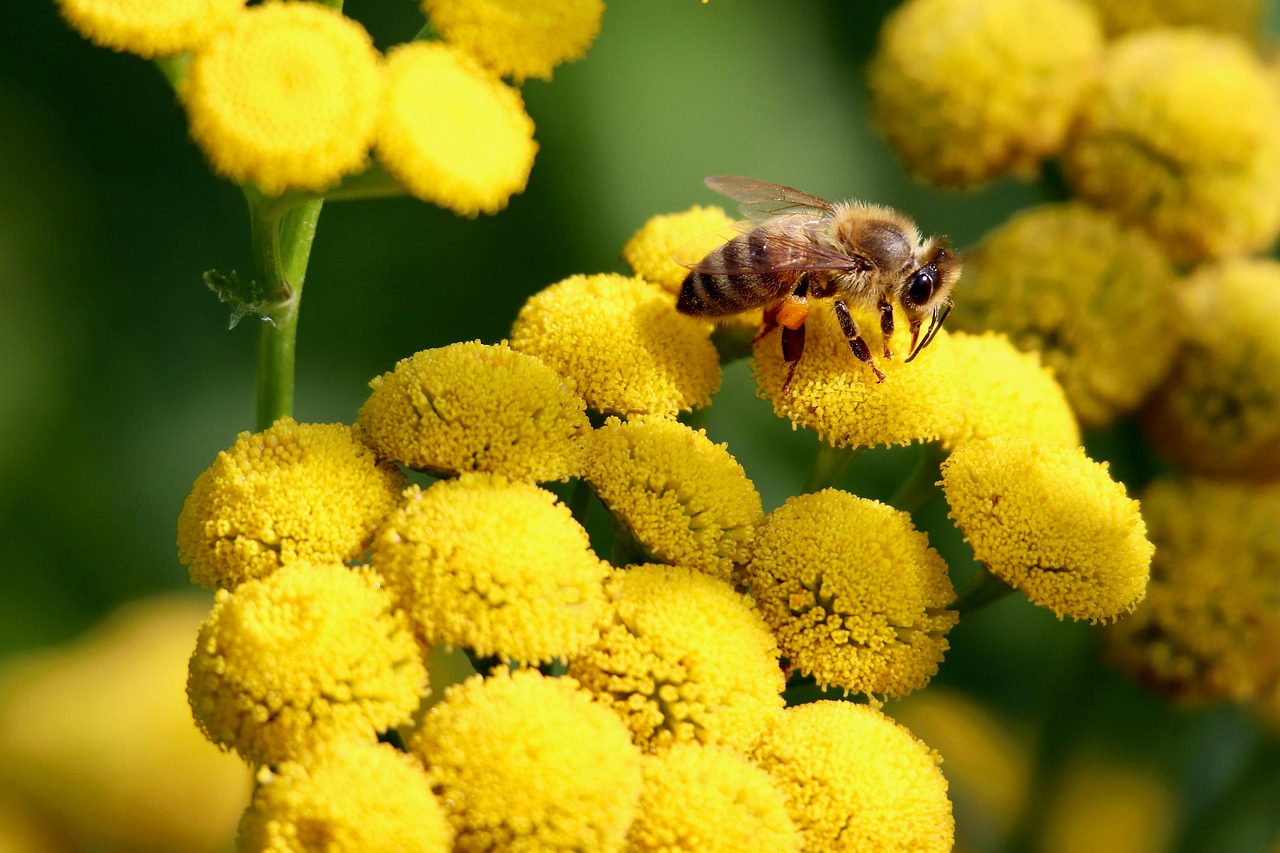 Bee on a flower