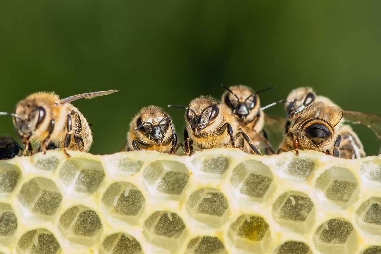 Bee on a flower